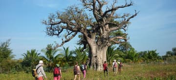 Au royaume des Baobabs Sacrés