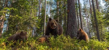 La Laponie pour tous