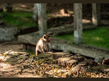 Découverte du Sri Lanka : Culture, Nature et Aventure !