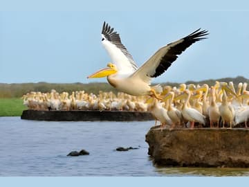 Cap-Vert et Sénégal : voyage unique entre nature et culture