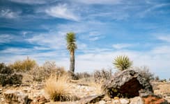Expériences à vivre à Palm Springs