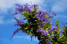 Faire du shopping aux Açores