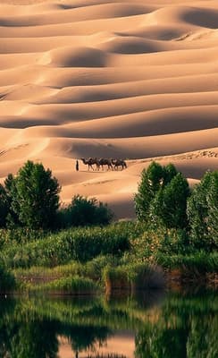 L’oasis de Liwa