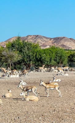 L’île Sir Bani Yas