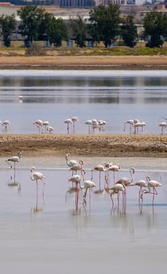 Al Wathba Wetland Reserve