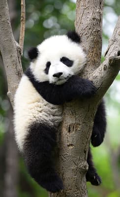 Chengdu