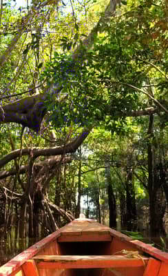 L’Amazonie