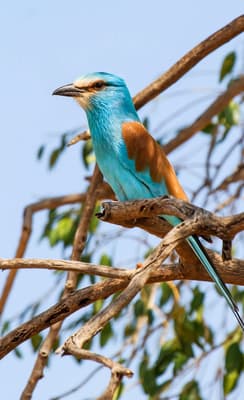 Le Parc National d’Awash