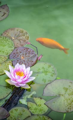 Le Jardin d’eau