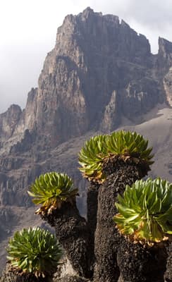 Le mont Kenya