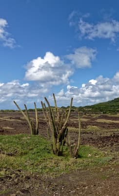 La Savane des Pétrifications