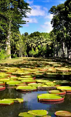 Le Jardin de Pamplemousse