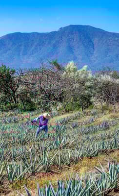 Tequila