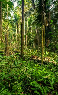 Le Parque del Manu