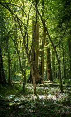 La foret de Bilowieza
