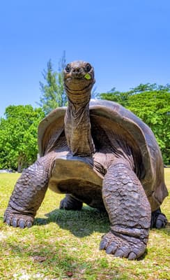 Aldabra