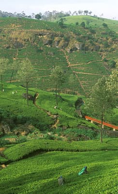 Les Hauts plateaux