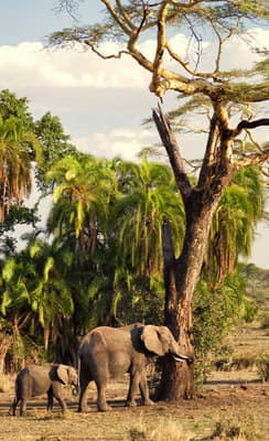 Le Parc National du Serengeti