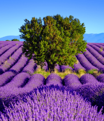 Le Plateau de Valensole
