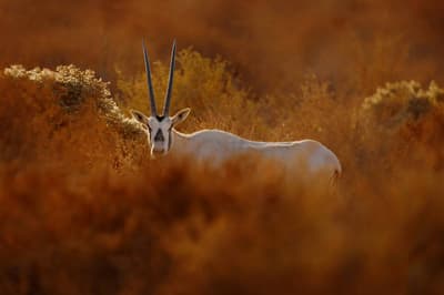 Shaumari Wildlife Reserve