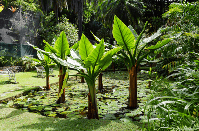 Jardin botanique de Victoria