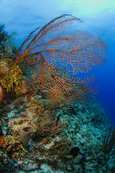 La réserve marine de South Water Caye