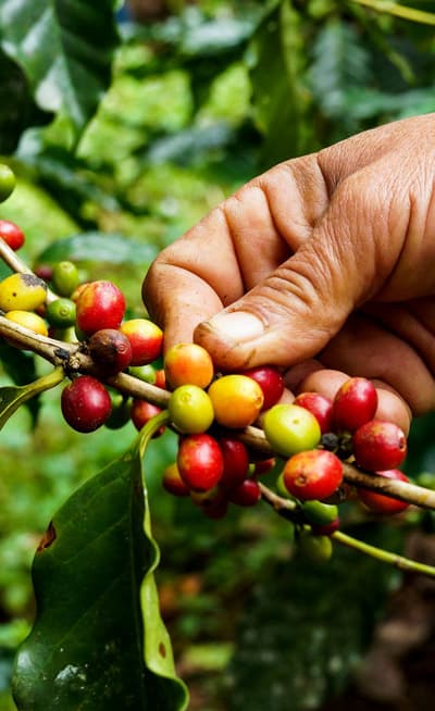 Cabarete Coffee Company