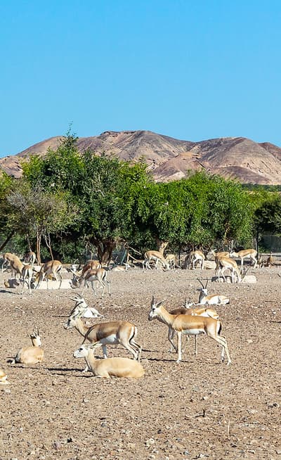 L’île Sir Bani Yas