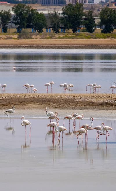 Al Wathba Wetland Reserve