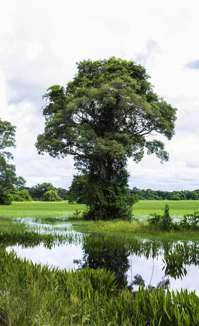 Le Pantanal