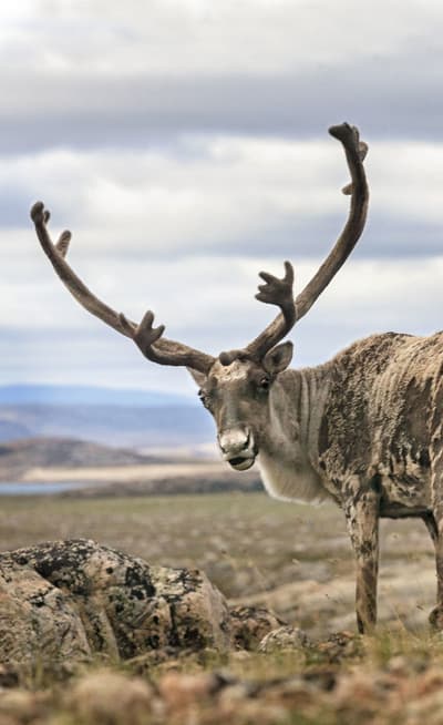 Le Nunavut