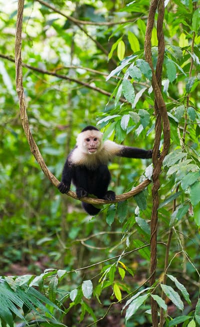 Le Parc National Manuel Antonio