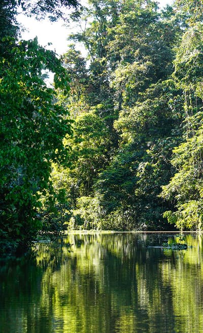 Le Parc National Tortuguero