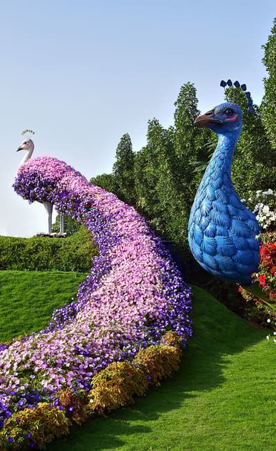 Miracle Garden