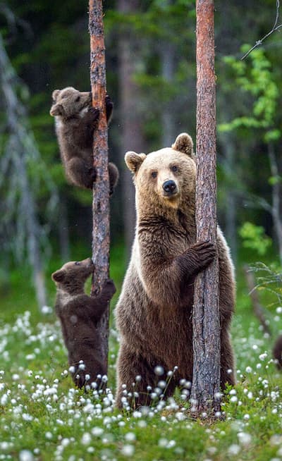 Observation des ours bruns