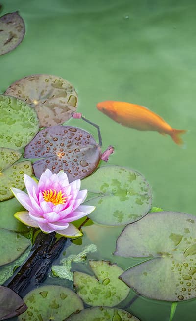 Le Jardin d’eau