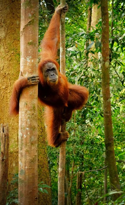 Sumatra