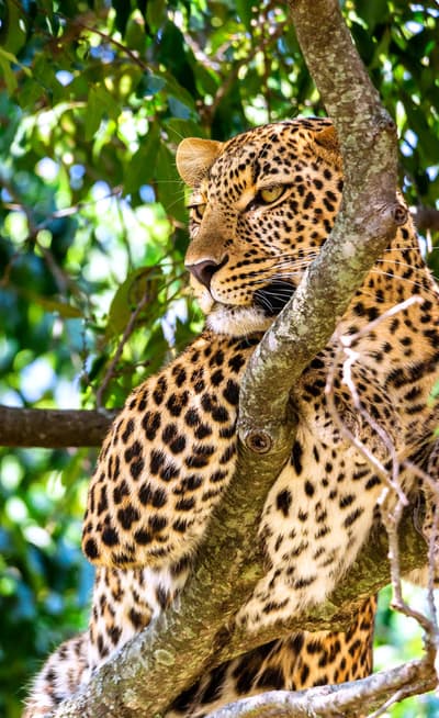 Le Maasaï Mara