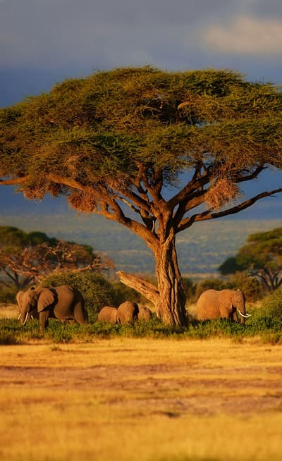 Le Parc National d’Amboseli 