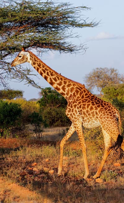 Tsavo East et Tsavo West