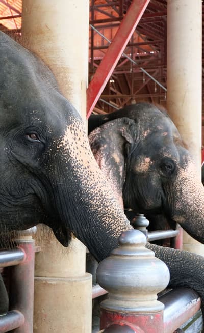 Elephants Conservation Center
