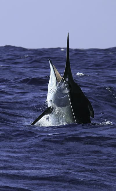 La pêche au gros