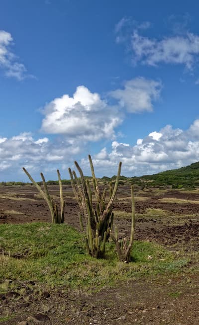 La Savane des Pétrifications