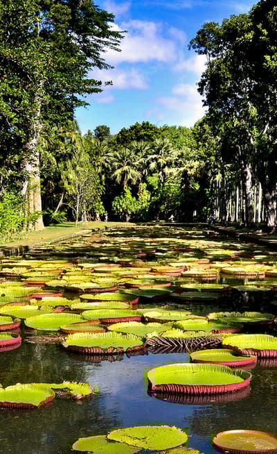 Le Jardin de Pamplemousse