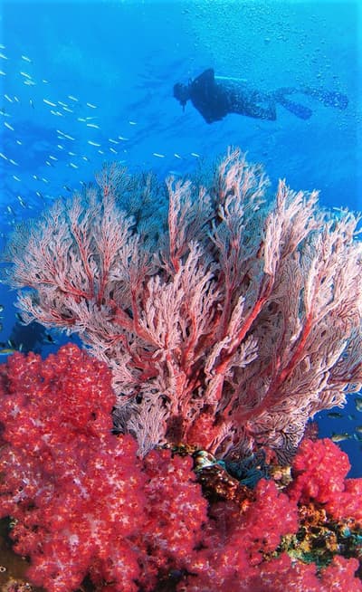 Le parc marin de Blue Bay