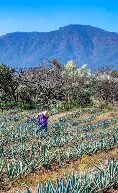 Tequila
