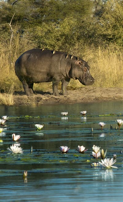 La bande de Caprivi