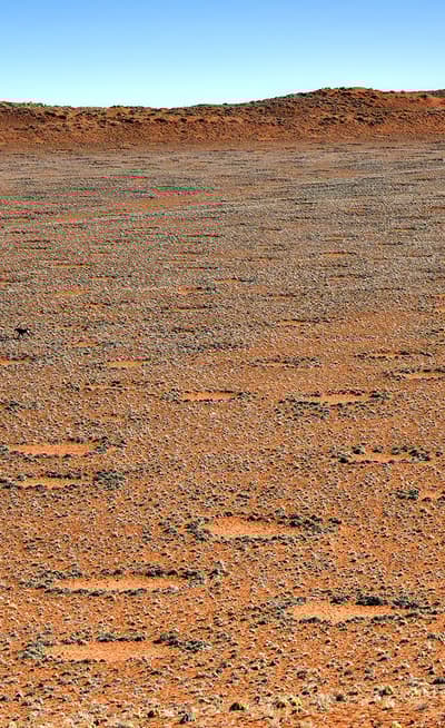 Les cercles de fée 