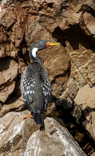Îles Ballestas