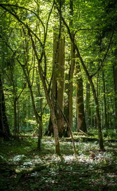 La foret de Bilowieza